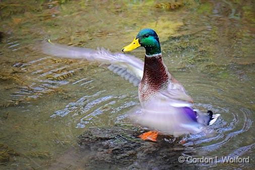 Flapping Duck_18130.jpg - Mallard Duck (Anas platyrhynchos) photographed at Ottawa Ontario, Canada.